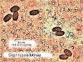Coprinopsis lotinae-amf1366-spores